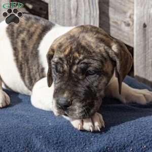 Harriet, Great Dane Puppy